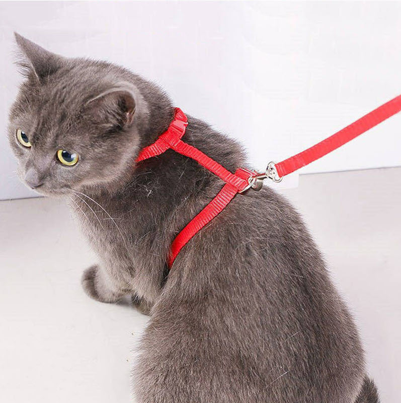 Cat Harness